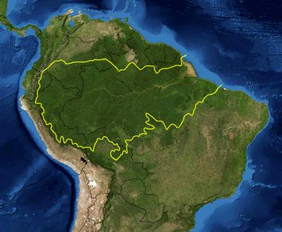 phoenix brazil amazon rainforest organic mattress